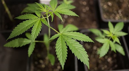 Ministerin Judith Gerlach erneuert ihre Forderung nach der Rücknahme der Cannabis-Teillegalisierung. (Symbolbild) / Foto: Sebastian Gollnow/dpa