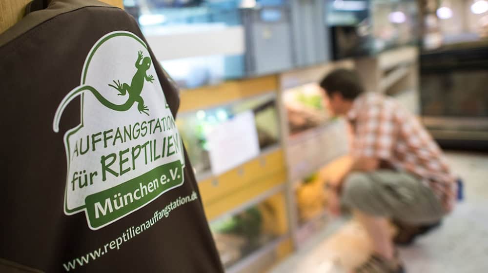 In der Auffangstation für Reptilien sollen die Schlangen jetzt aufgepäppelt werden - wenn es dafür nicht zu spät ist (Archivbild).  / Foto: picture alliance / dpa