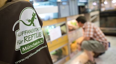 In der Auffangstation für Reptilien sollen die Schlangen jetzt aufgepäppelt werden - wenn es dafür nicht zu spät ist (Archivbild).  / Foto: picture alliance / dpa