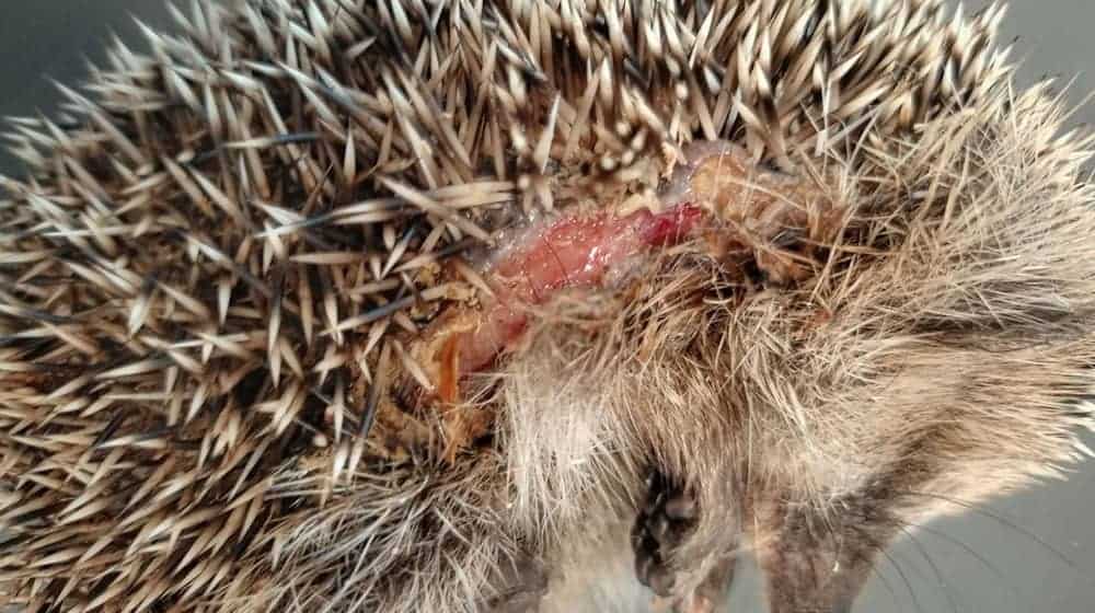 Insbesondere kleine Igel können von den Mährobotern schwer verletzt werden. (Archivbild) / Foto: Editha Schneider/Forschungsverbund Berlin e.V. (FVB)/dpa