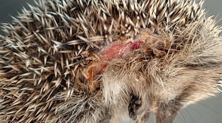 Insbesondere kleine Igel können von den Mährobotern schwer verletzt werden. (Archivbild) / Foto: Editha Schneider/Forschungsverbund Berlin e.V. (FVB)/dpa