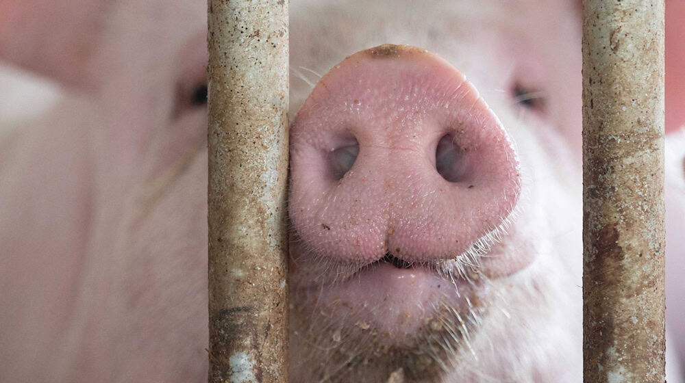 In Bayern gibt es etwas mehr Schweine - obwohl die Zahl der Betriebe, die Schweine halten, gesunken ist. (Symbolbild) / Foto: Marijan Murat/dpa