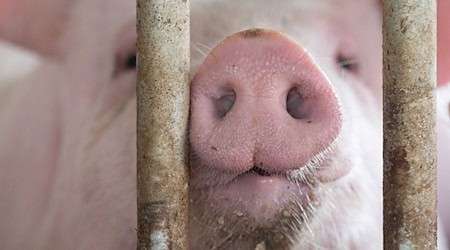 In Bayern gibt es etwas mehr Schweine - obwohl die Zahl der Betriebe, die Schweine halten, gesunken ist. (Symbolbild) / Foto: Marijan Murat/dpa