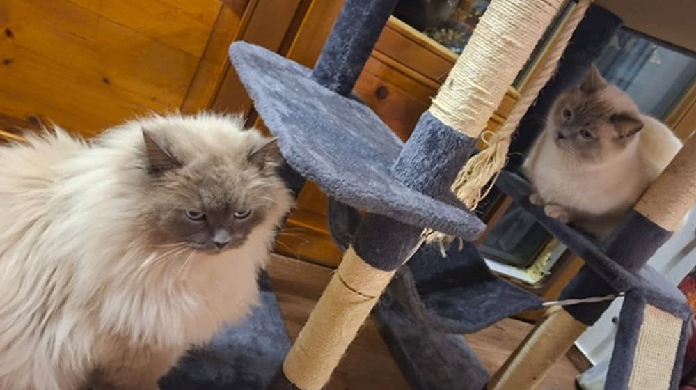 Die Birma-Kater Hubert  und Staller (r) sind inzwischen wieder im Allgäu vereint. / Foto: -/Polizeiinspektion Füssen/dpa