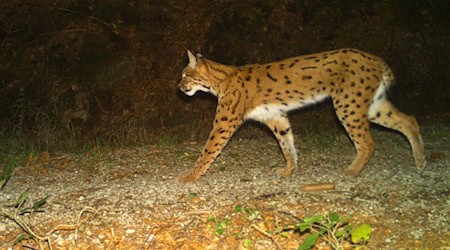 Insgesamt 22 Jungtiere leben nun in den beiden Nationalparken Bayerischer Wald und Šumava. (Symbolbild) / Foto: Wildtierkamera/Nationalpark Bayerischer Wald/dpa