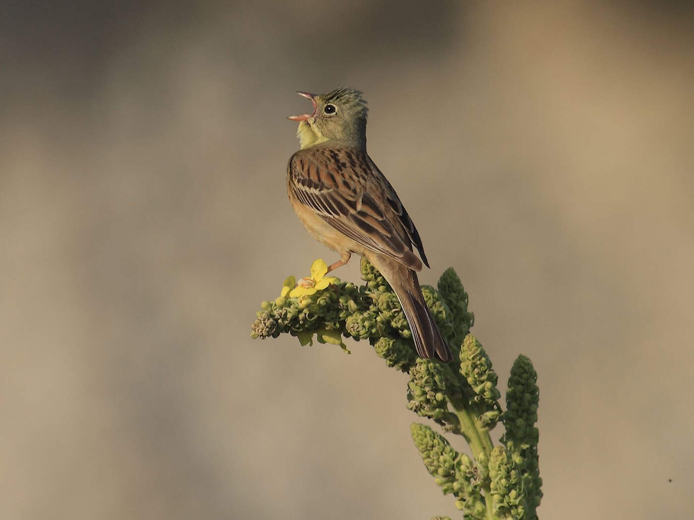 Ende April kehren die Bodenbrüter mit dem olivgrünen Kopf aus ihren Winterquartieren in Afrika nach Bayern zurück. (Handout) / Foto: Heinz Tuschl/LBV/dpa