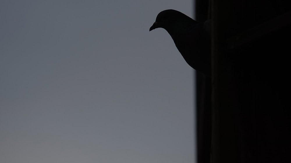 Rund 50 Tauben sollen bei dem Brand ums Leben gekommen sein. (Symbolbild) / Foto: Sebastian Gollnow/dpa