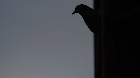 Rund 50 Tauben sollen bei dem Brand ums Leben gekommen sein. (Symbolbild) / Foto: Sebastian Gollnow/dpa