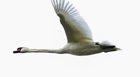 Die Polizei konnte den Schwan unverletzt in die Freiheit entlassen. (Symbolbild) / Foto: Thomas Warnack/dpa