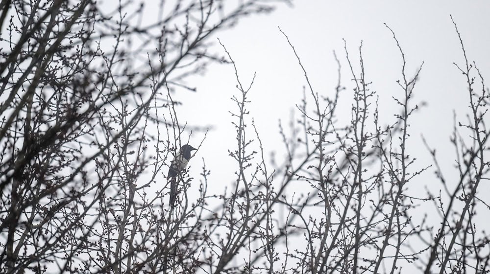 Das Wetter in Bayern bleibt trüb. (Archivbild) / Foto: Pia Bayer/dpa
