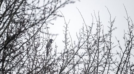 Das Wetter in Bayern bleibt trüb. (Archivbild) / Foto: Pia Bayer/dpa