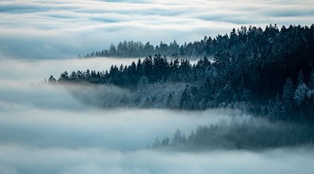 Stille Schönheit im Bayerischen Wald. Niederbayern und die Oberpfalz verzeichneten in der Tourismusbilanz 2025 den größten Gästezuwachs. (Archiv)  / Foto: Armin Weigel/dpa