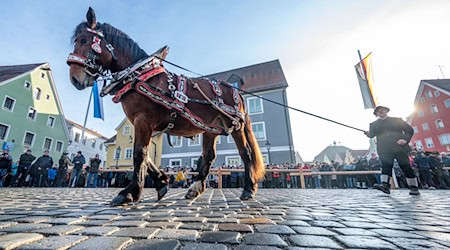 Pferde werden beim Berchinger Rossmarkt durch die Innenstadt geführt. Jedes Jahr kommen Tausende Besucher zu dem eintägigen Wintervolksfest, um prachtvoll geschmückte Pferde und Gespanne zu sehen. / Foto: Armin Weigel/dpa