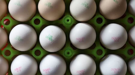 Das heimische Futter reicht nicht, um die Nachfrage nach Bio-Eiern zu bedienen. Deshalb sind die Bauern auf Importe angewiesen. (Symbolbild) / Foto: Karl-Josef Hildenbrand/dpa