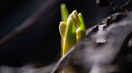 Mancherorts sind schon erste Vorboten des Frühlings zu sehen. (Symbolbild) / Foto: Pia Bayer/dpa
