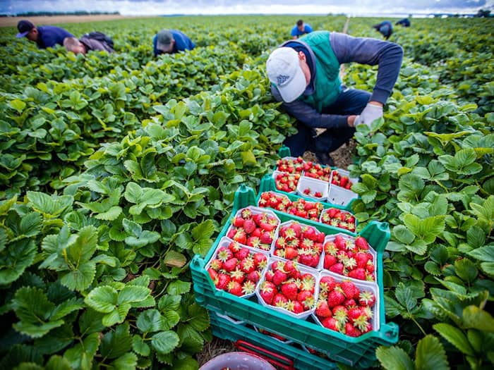 Agrarminister ohne Beschluss zum Mindestlohn. (Symbolbild) / Foto: Jens Büttner/dpa-Zentralbild/dpa