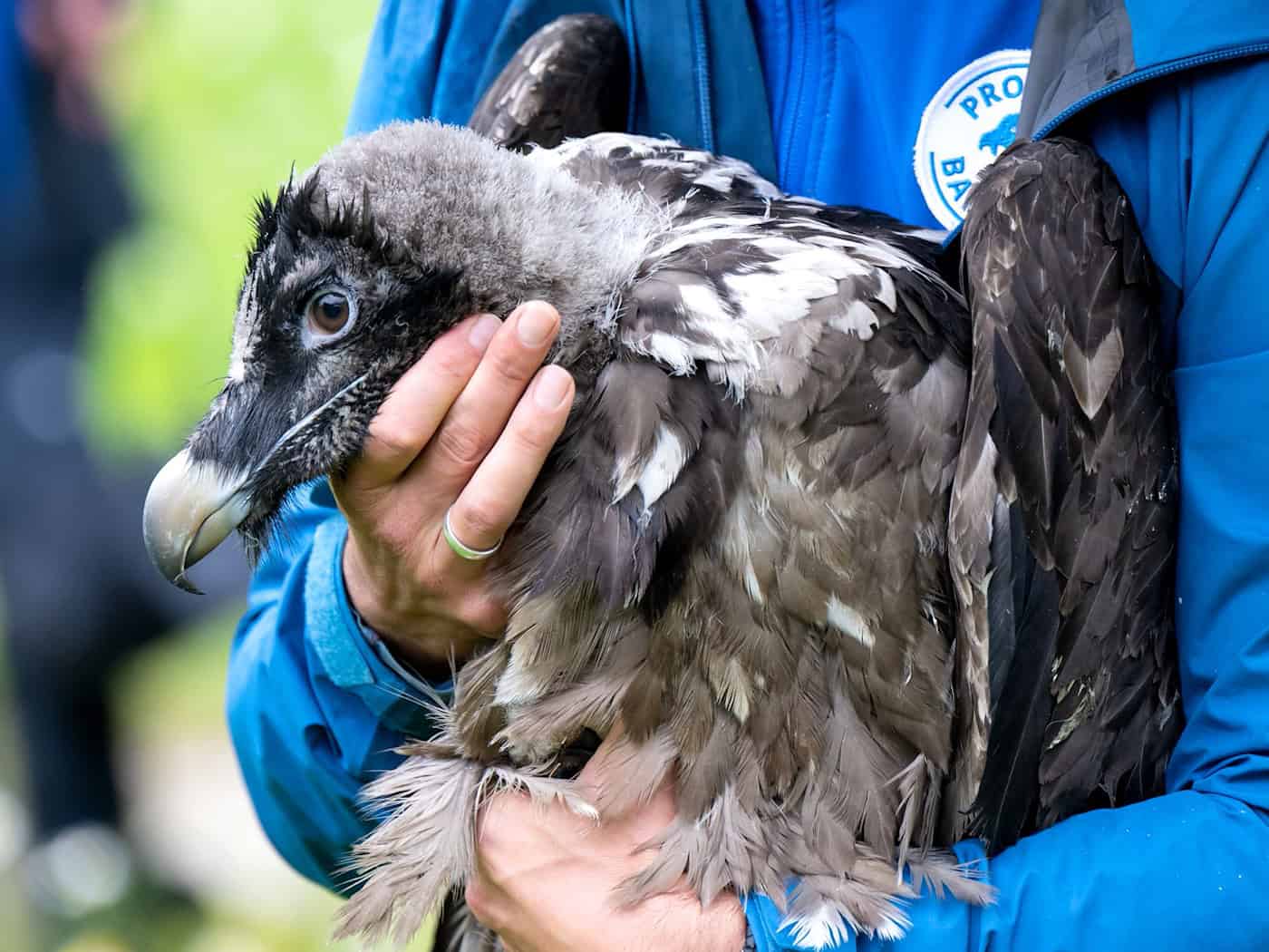 Als Recka ausgewildert wurde, war sie noch klein und konnte nicht fliegen. Jetzt hat sie schon einen Partner. (Archivbild)  / Foto: Sven Hoppe/dpa