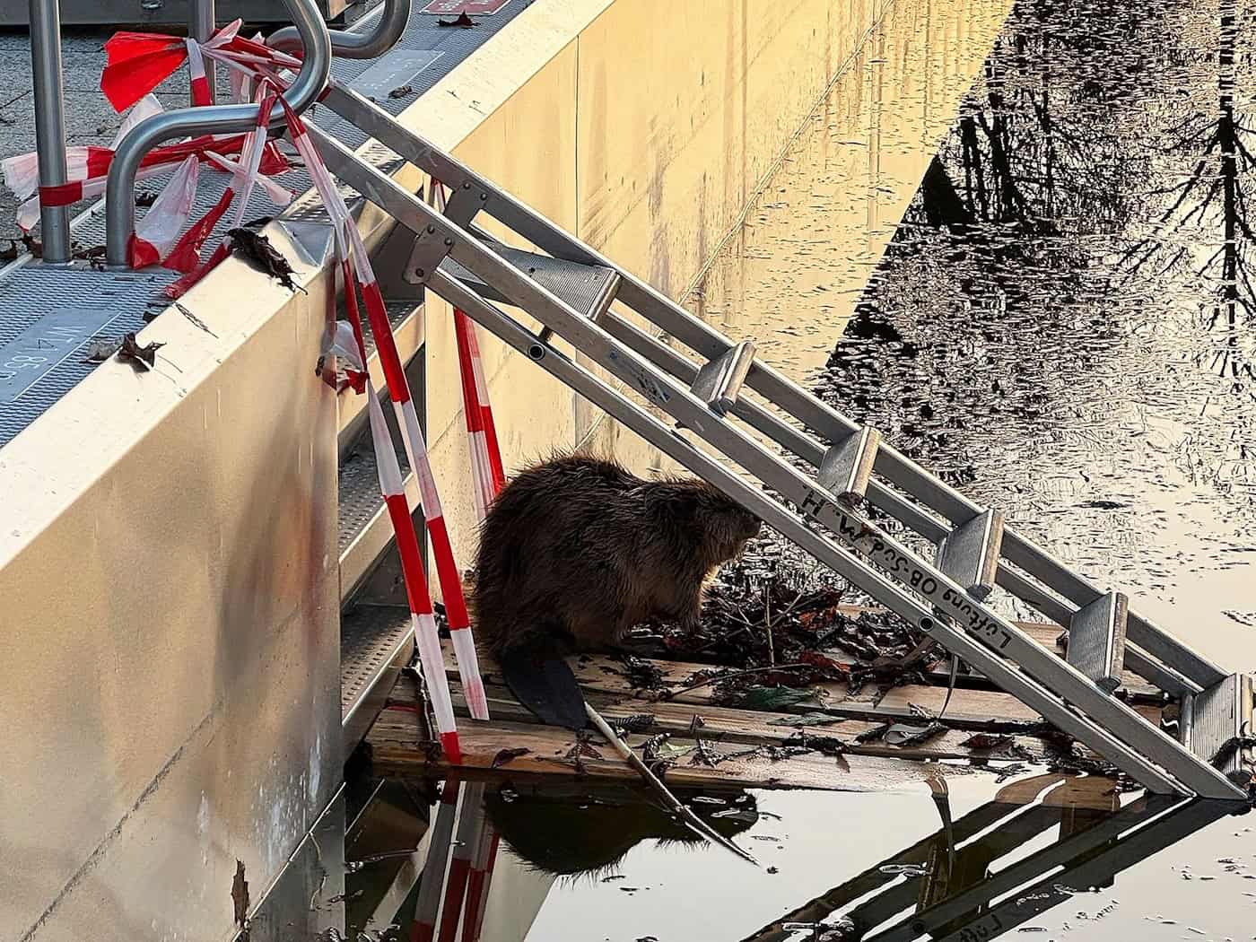 Weil der Biber nicht mehr aus dem halb gefüllten Schwimmbecken herauskam, baute ihm die Feuerwehr eine Rampe.  / Foto: -/Berufsfeuerwehr München/dpa