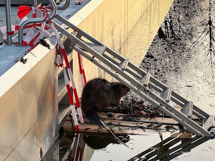 Weil der Biber nicht mehr aus dem halb gefüllten Schwimmbecken herauskam, baute ihm die Feuerwehr eine Rampe.  / Foto: -/Berufsfeuerwehr München/dpa