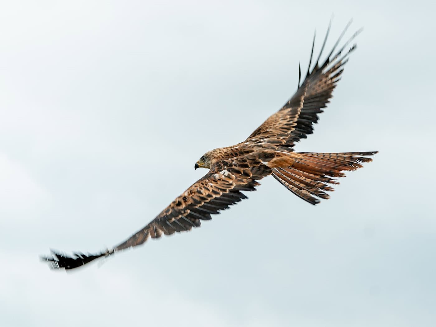 Unter den im Landkreis Dingolfing-Landau verendet gefundenen Vögeln waren auch vier Rotmilane. (Archivbild) / Foto: Axel Heimken/dpa