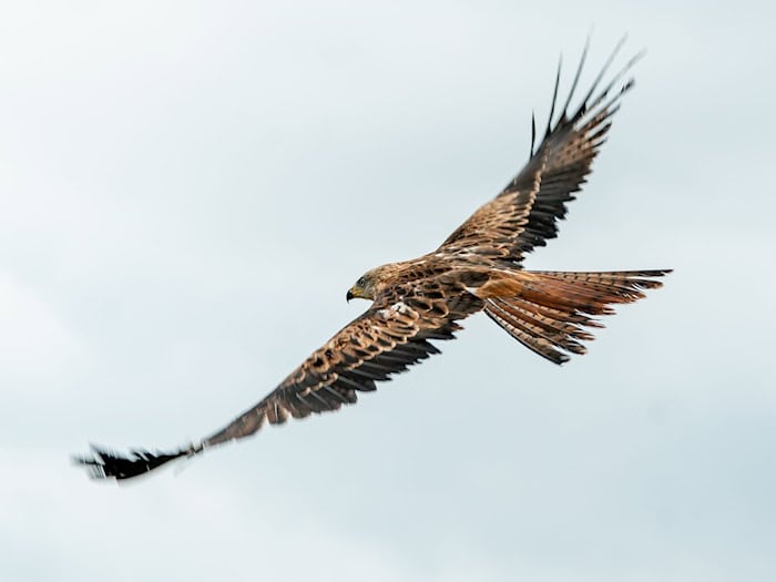 Unter den im Landkreis Dingolfing-Landau verendet gefundenen Vögeln waren auch vier Rotmilane. (Archivbild) / Foto: Axel Heimken/dpa