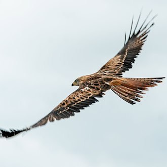 Unter den im Landkreis Dingolfing-Landau verendet gefundenen Vögeln waren auch vier Rotmilane. (Archivbild) / Foto: Axel Heimken/dpa