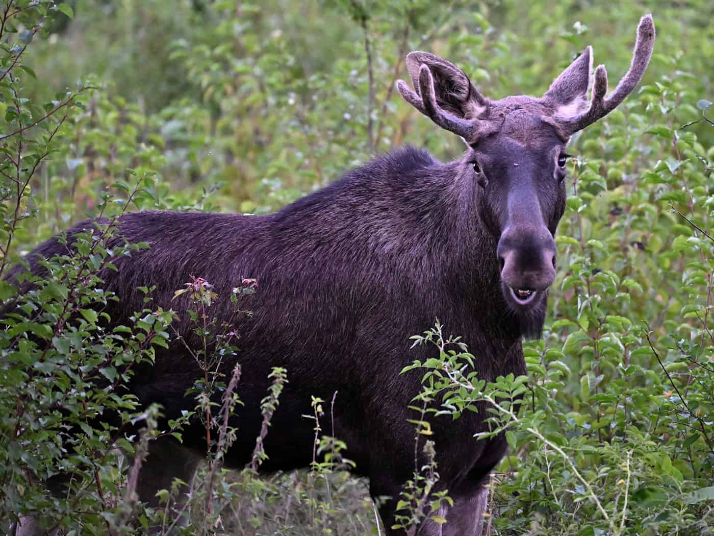 Elch Emil steht zwischen Büschen. Diese Aufnahme wurde im vergangenen September in Österreich gemacht. (Archivbild) / Foto: Helmut Fohringer/APA/dpa