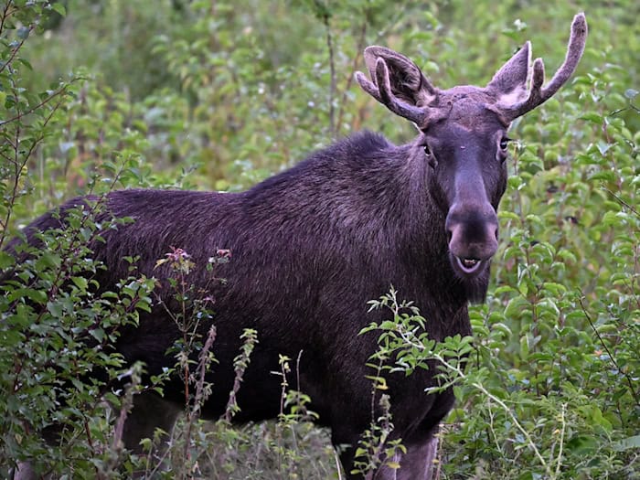 Elch Emil steht zwischen Büschen. Diese Aufnahme wurde im vergangenen September in Österreich gemacht. (Archivbild) / Foto: Helmut Fohringer/APA/dpa
