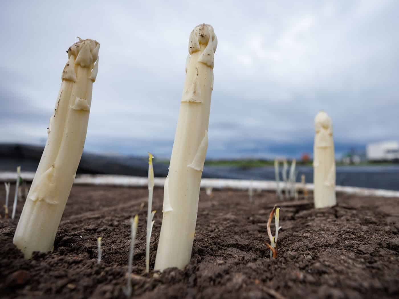 Die Spargelsaison beginnt. (Archivbild) / Foto: Daniel Karmann/dpa