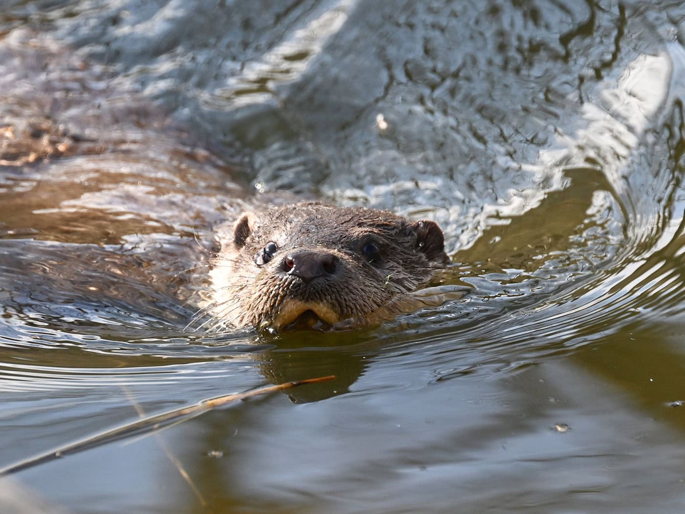 Kleines Tier - große Aufregung: Fischotter sorgen für Streit.  / Foto: Bernd Weißbrod/dpa