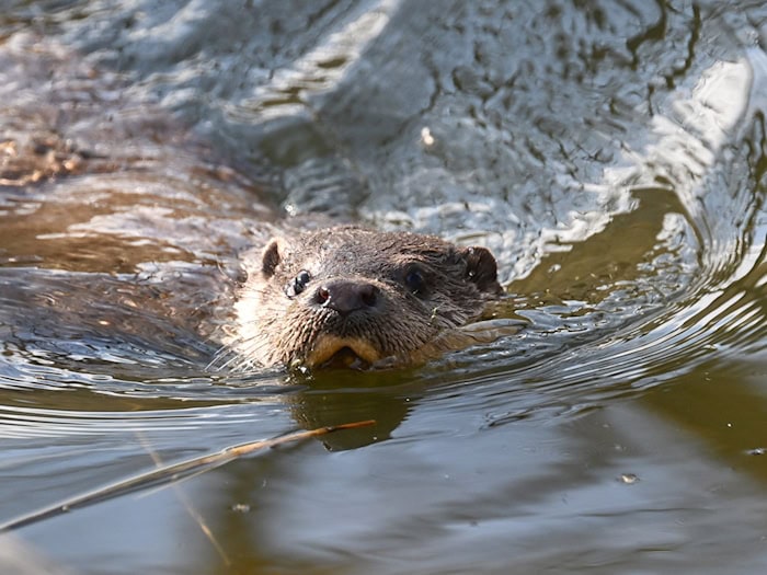 Kleines Tier - große Aufregung: Fischotter sorgen für Streit.  / Foto: Bernd Weißbrod/dpa