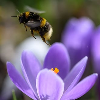 Bei der Hummel-Challenge kann jeder mitmachen (Foto Archiv). / Foto: Hendrik Schmidt/dpa