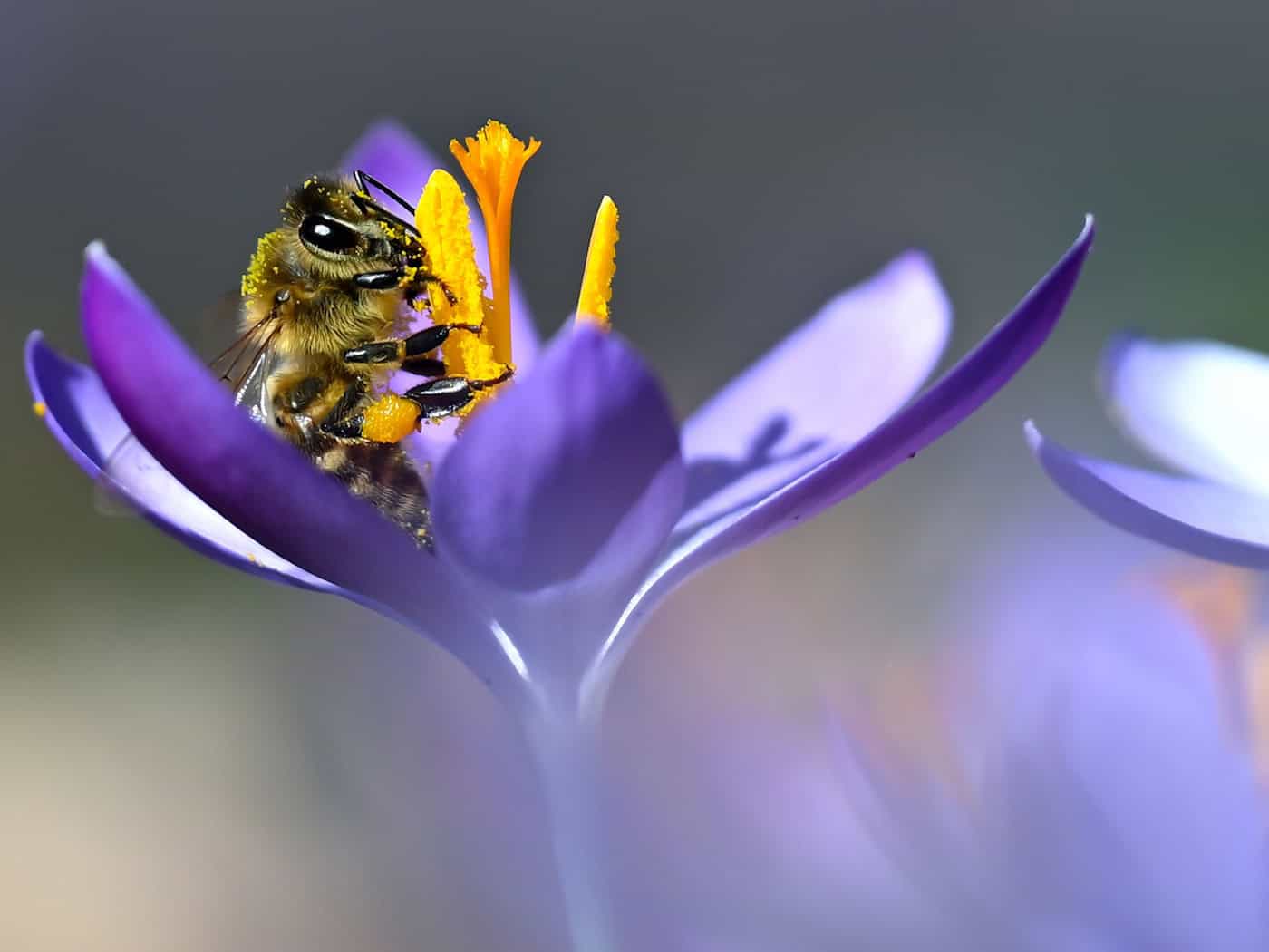 Das warme Wetter lockt auch Bienen hervor. (Archivbild) / Foto: Sven Hoppe/dpa