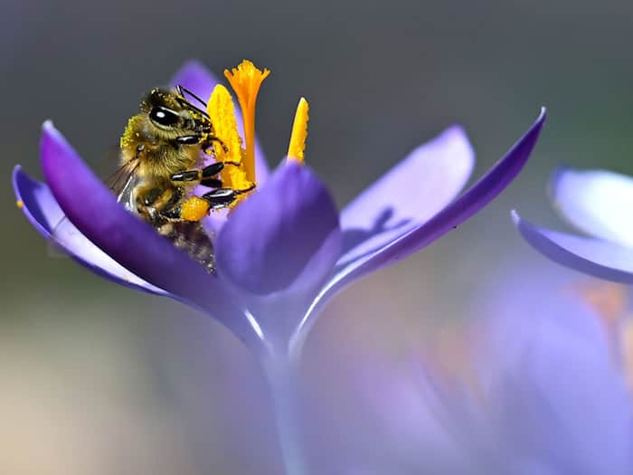 Das warme Wetter lockt auch Bienen hervor. (Archivbild) / Foto: Sven Hoppe/dpa