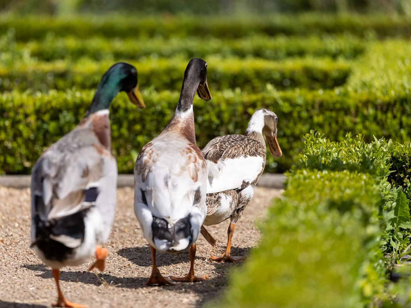 Die Polizei sucht nach dem Besitzer der Tiere. (Symbolbild) / Foto: Daniel Karmann/dpa