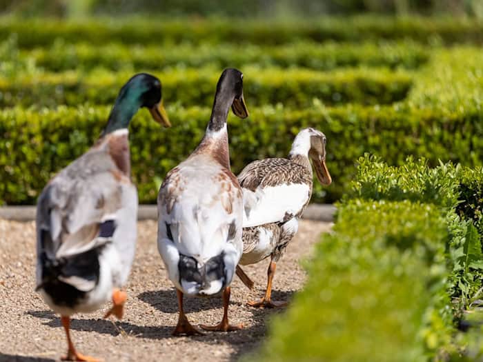 Die Polizei sucht nach dem Besitzer der Tiere. (Symbolbild) / Foto: Daniel Karmann/dpa