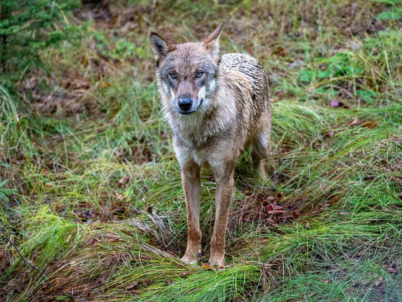 Immer wieder streifen einzelne Wölfe im Freistaat umher. (Archivbild) / Foto: Armin Weigel/dpa