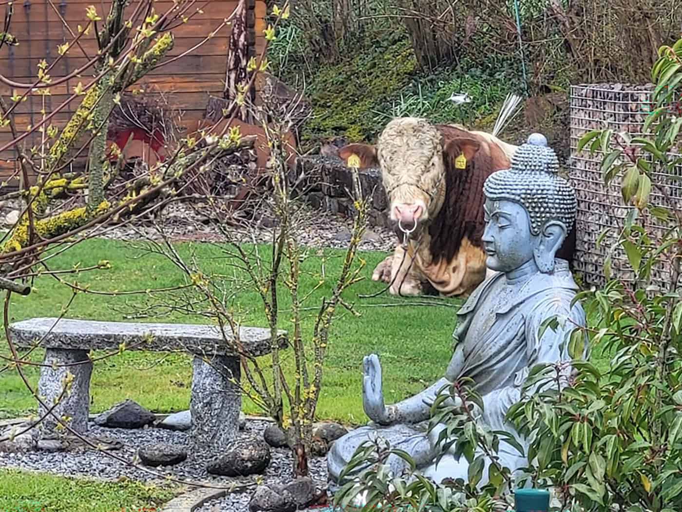 Der ausgebüxte Jungbulle machte es sich im Garten eines Einfamilienhauses bequem.  / Foto: -/Polizeiinspektion Ansbach/dpa
