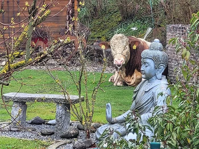 Der ausgebüxte Jungbulle machte es sich im Garten eines Einfamilienhauses bequem.  / Foto: -/Polizeiinspektion Ansbach/dpa