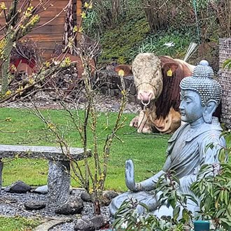 Der ausgebüxte Jungbulle machte es sich im Garten eines Einfamilienhauses bequem.  / Foto: -/Polizeiinspektion Ansbach/dpa