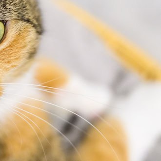 Von der versprochenen Katze fehlt am Übergabeort jede Spur. (Symbolbild) / Foto: Julian Stratenschulte/dpa