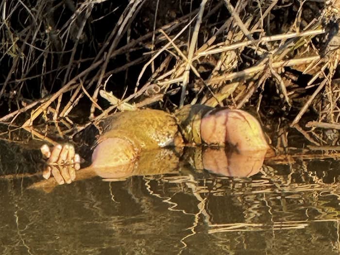 Glücklicherweise stellte sich der Fund schnelle als Spielzeugpuppe und nicht als Kinderleiche heraus.  / Foto: -/Polizei Südhessen/dpa