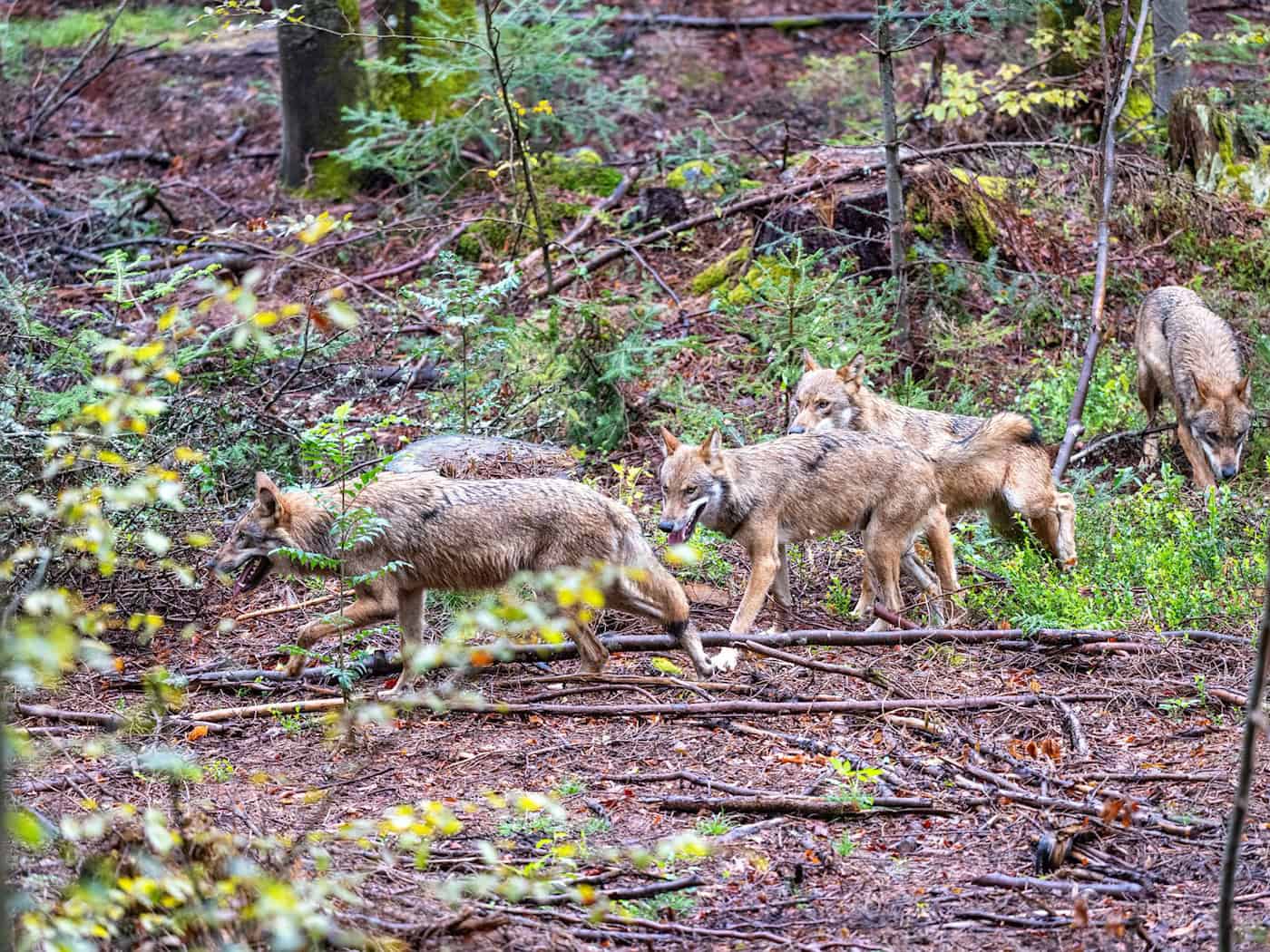 Der leichtere Abschuss von Wölfen in Bayern war vor allem Jagdminister Hubert Aiwanger ein großes Anliegen. (Symbolfoto) / Foto: Armin Weigel/dpa