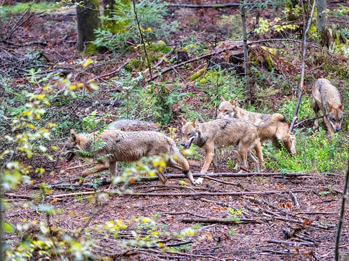 Der leichtere Abschuss von Wölfen in Bayern war vor allem Jagdminister Hubert Aiwanger ein großes Anliegen. (Symbolfoto) / Foto: Armin Weigel/dpa