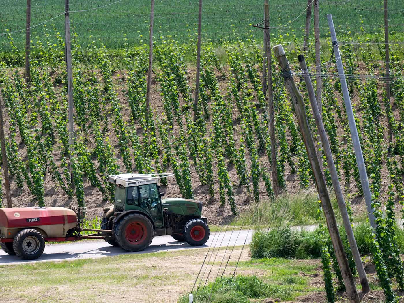 Auf Hopfenfeldern werden für die Pflanzen sogenannte Aufleitdrähte gespannt. (Symbolbild) / Foto: Sven Hoppe/dpa