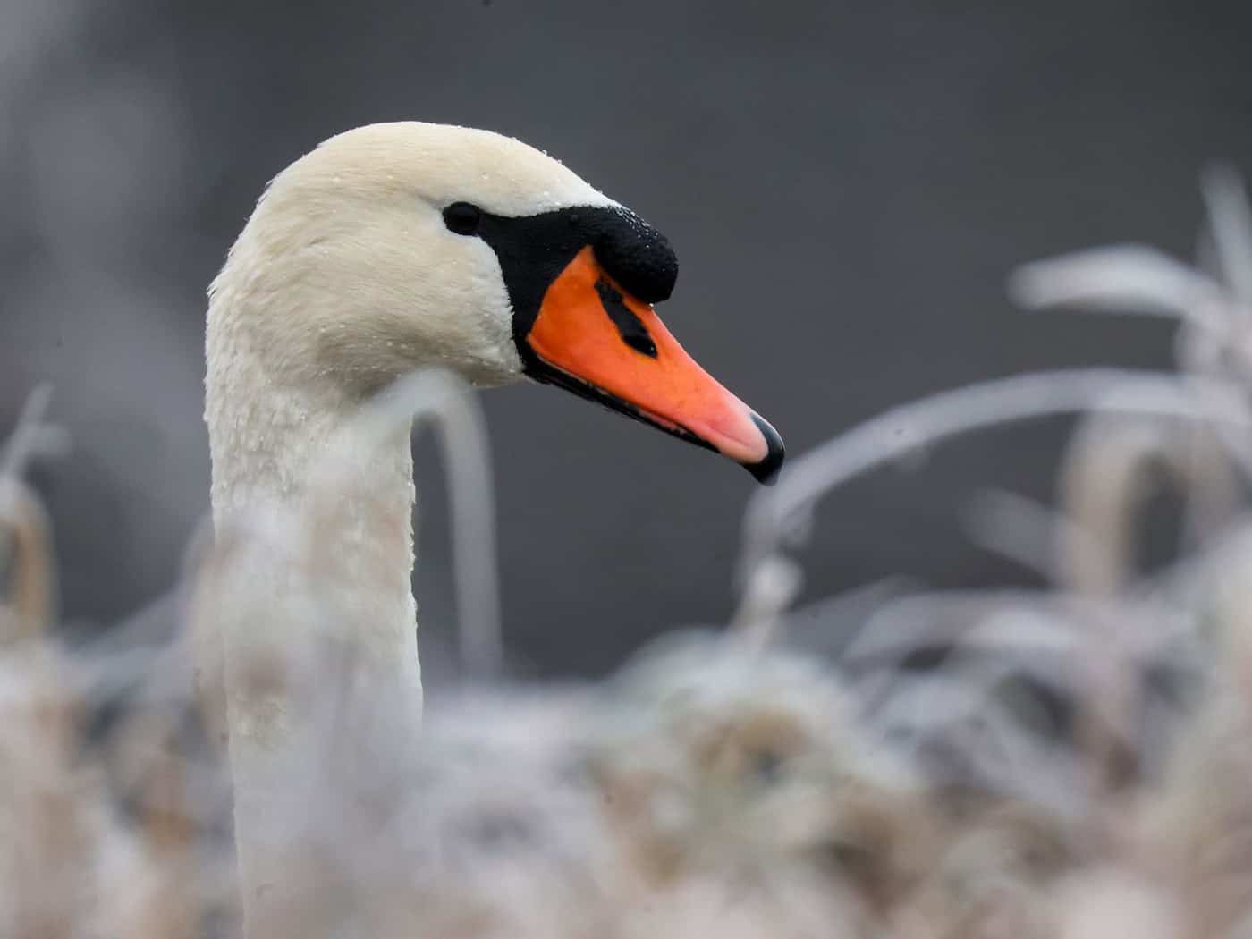 In Weißdorf wurde ein Schwan mutmaßlich mit einer Steinschleuder beschossen und verletzt. Ein Tierarzt musste das Projektil entfernen. (Symbolbild) / Foto: Thomas Warnack/dpa