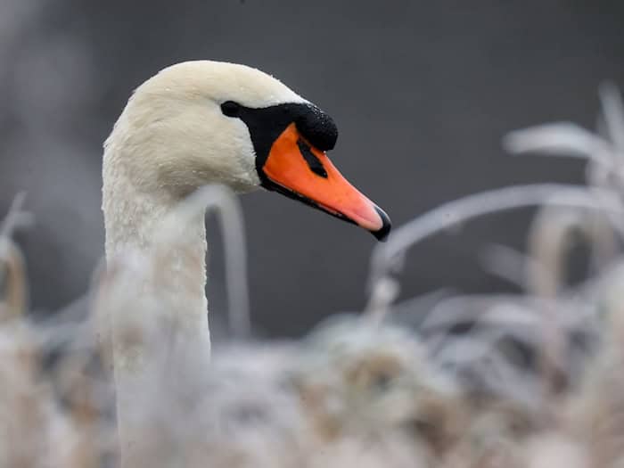 In Weißdorf wurde ein Schwan mutmaßlich mit einer Steinschleuder beschossen und verletzt. Ein Tierarzt musste das Projektil entfernen. (Symbolbild) / Foto: Thomas Warnack/dpa