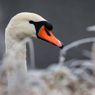 In Weißdorf wurde ein Schwan mutmaßlich mit einer Steinschleuder beschossen und verletzt. Ein Tierarzt musste das Projektil entfernen. (Symbolbild) / Foto: Thomas Warnack/dpa
