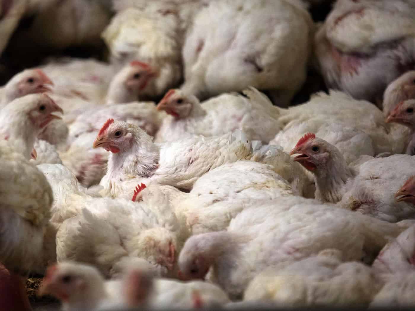 Im Landkreis Mühldorf am Inn droht 30.000 Masthähnchen der Tod. (Symbolbild) / Foto: Jens Büttner/dpa-Zentralbild/dpa