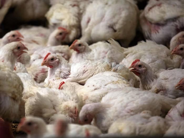 Im Landkreis Mühldorf am Inn droht 30.000 Masthähnchen der Tod. (Symbolbild) / Foto: Jens Büttner/dpa-Zentralbild/dpa